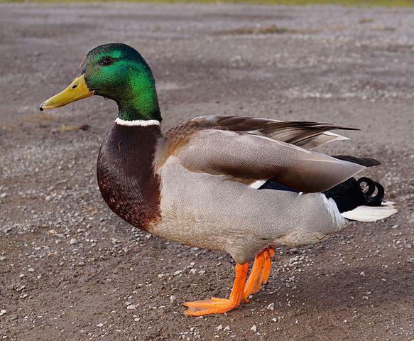 a duck